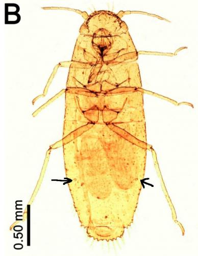 Réf. 251 065 : Atheroides serrulatus